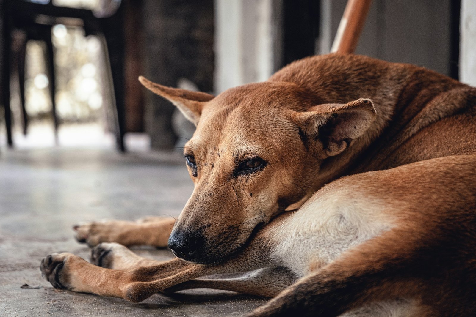 Brown senior dog resting at home near a familiar doorway