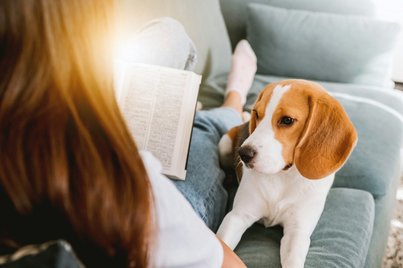 Beagle beside a caregiver during an ordinary home routine