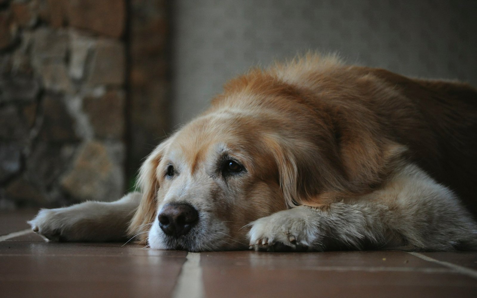 Caregiver offering food to a dog at home