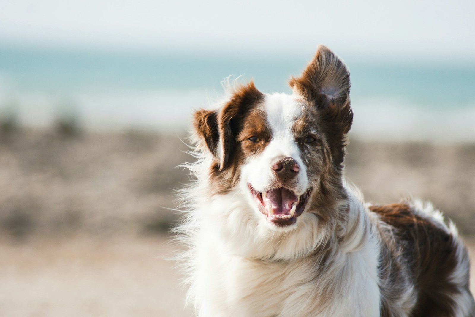 Water section of the Senior Dog Care Guide
