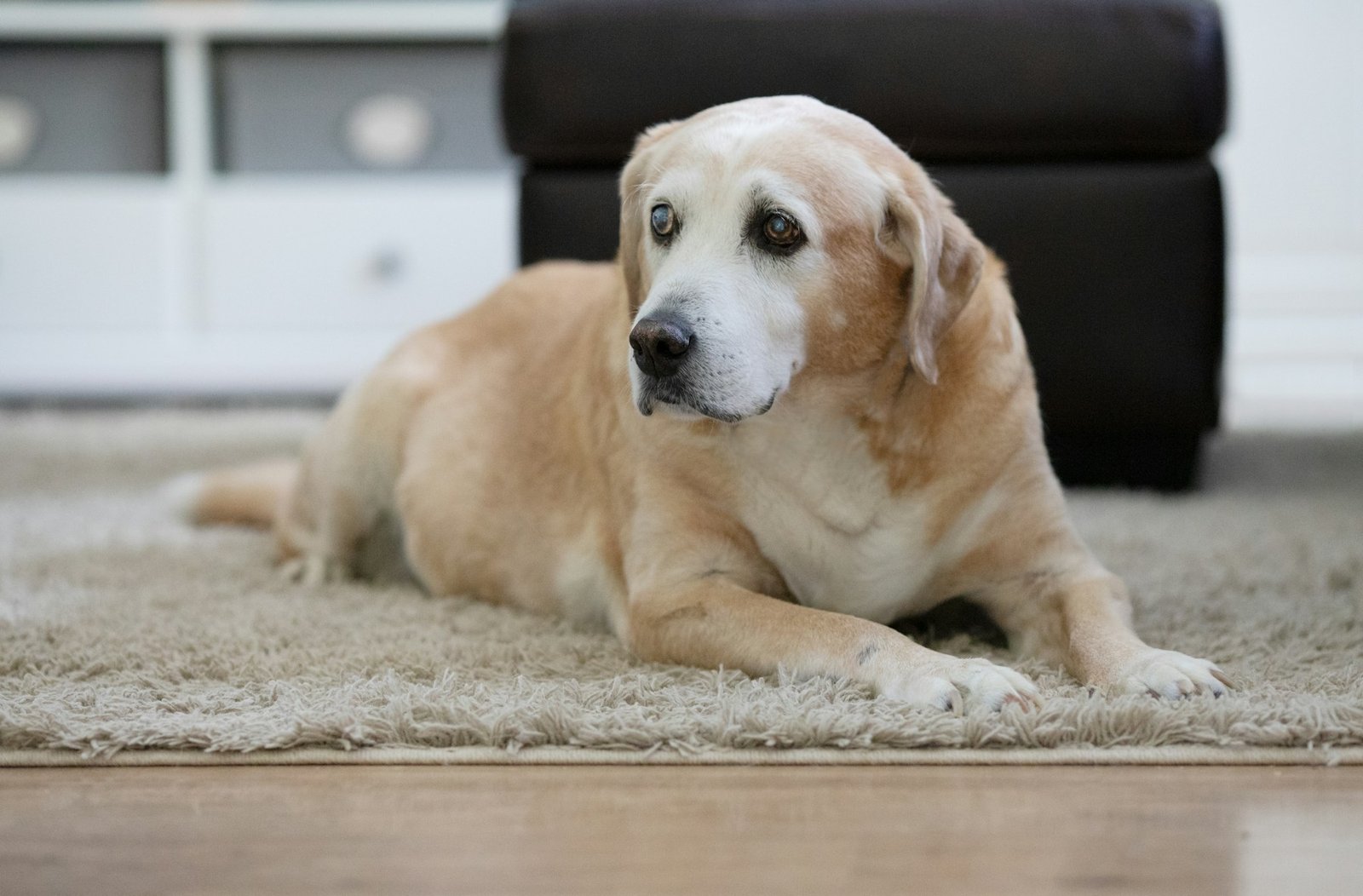 Senior yellow Labrador moving carefully outdoors