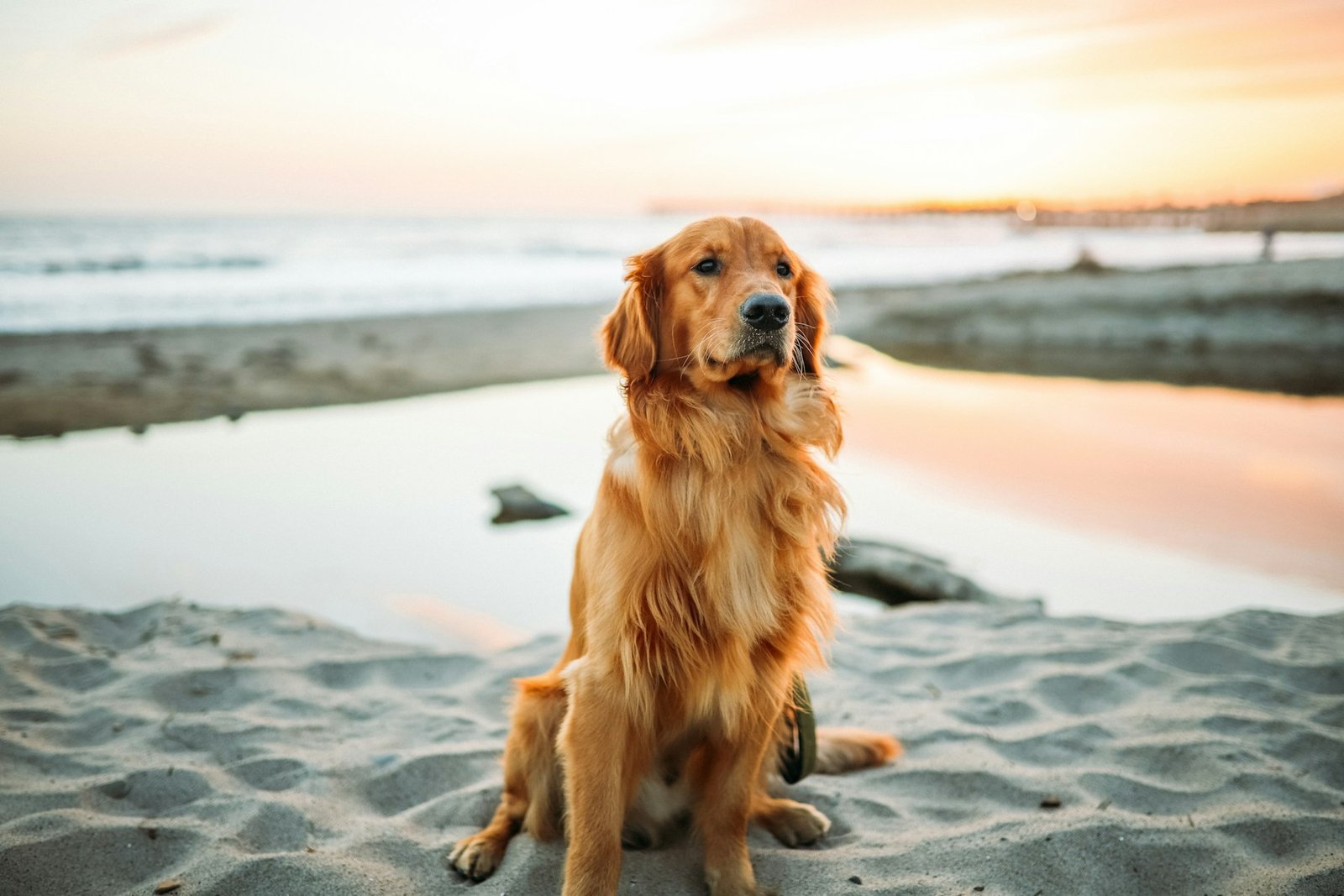 A dog outdoors in a place filled with life