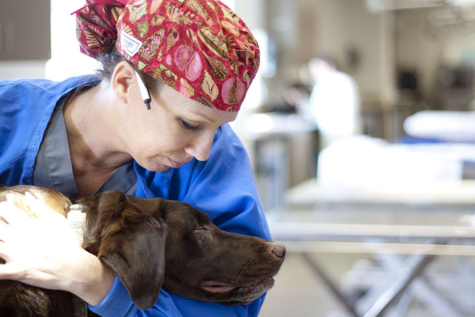 UF Small Animal Hospital published professional or clinic image