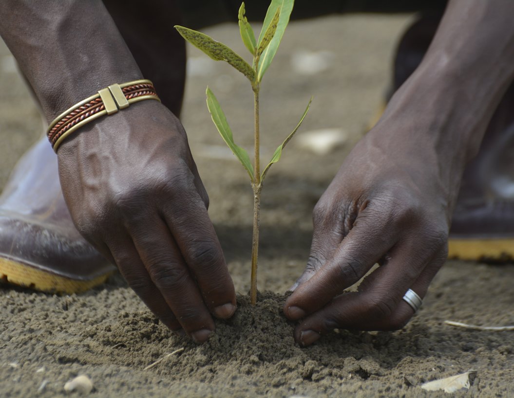 Hands planting a young tree with Friends of Usambara