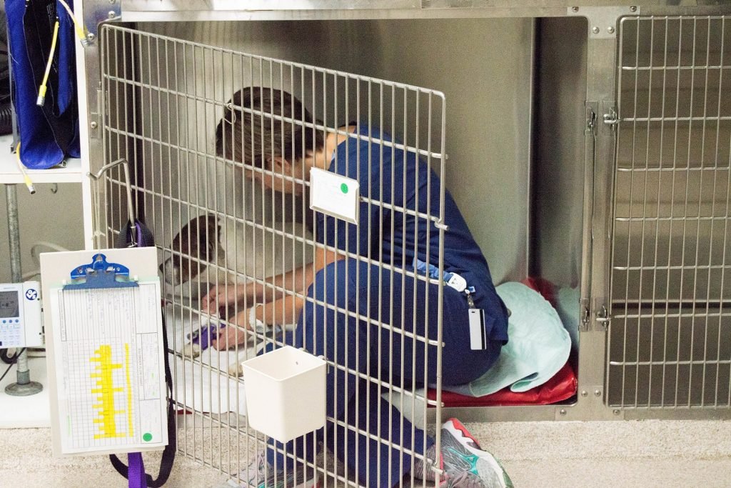 Veterinary Teaching Hospital published professional or clinic image