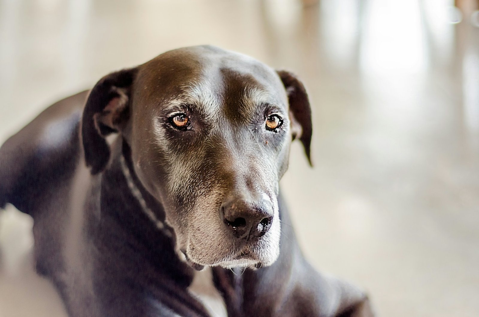 Pet parent sitting quietly with an older pet at home